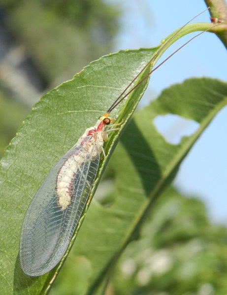 Chrysopidae: Italochrysa italica? S !